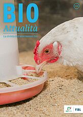 Copertina di Bioattualità 5|24: Primo piano di un pollo in una mangiatoia automatica.